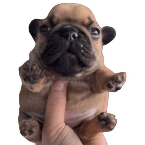 Challenger Cookie Monsters